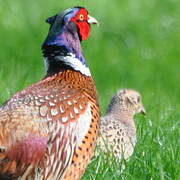 Common Pheasant