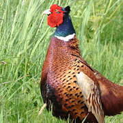 Common Pheasant