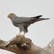 Grey Kestrel