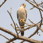 Red-necked Falcon