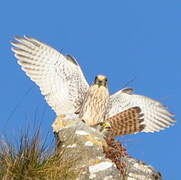 Common Kestrel