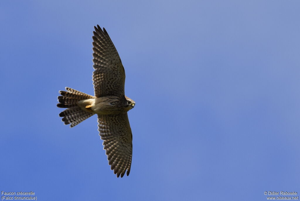 Common Kestrel female adult, identification, aspect, Flight