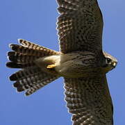 Common Kestrel