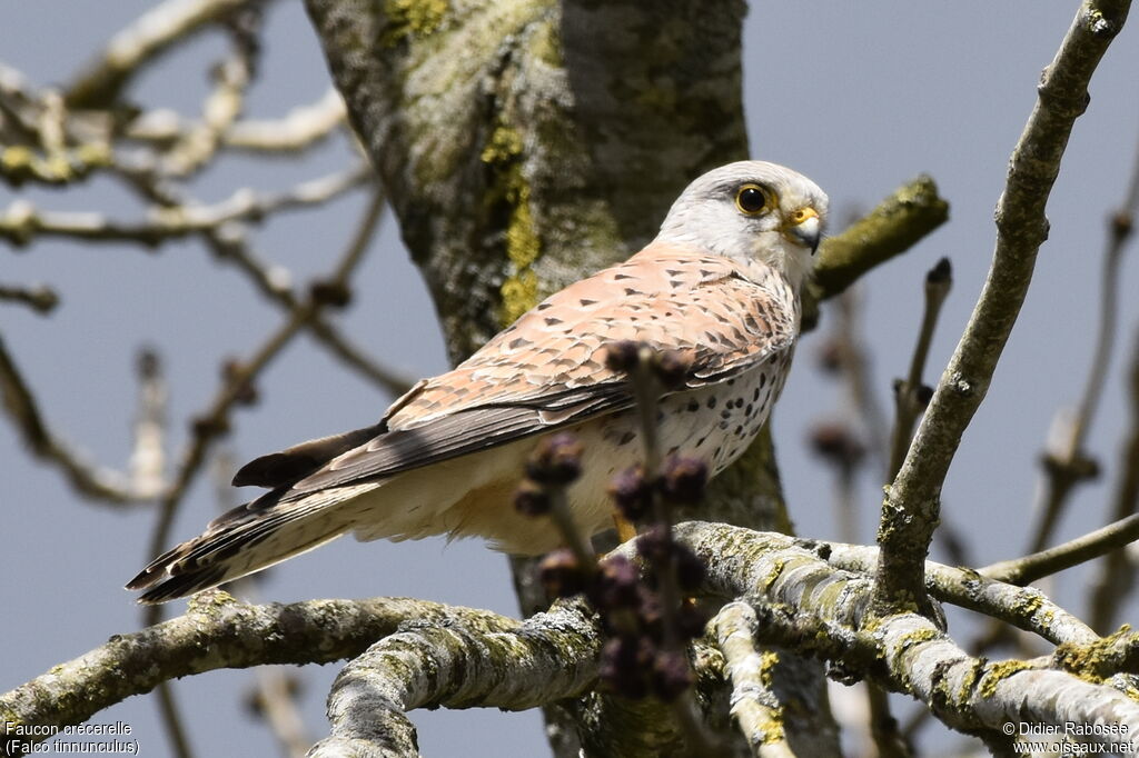 Common Kestrel male adult, identification