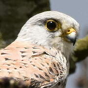 Common Kestrel