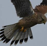 Common Kestrel