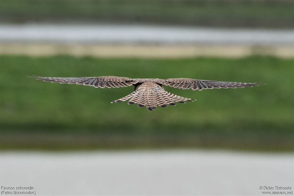 Common Kestrel female, Flight