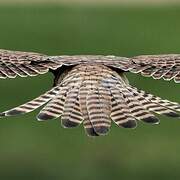 Common Kestrel