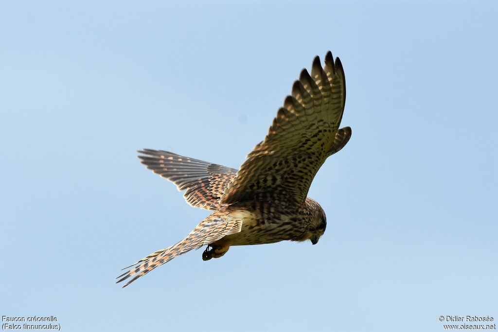 Common Kestrel female, Flight