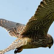 Common Kestrel