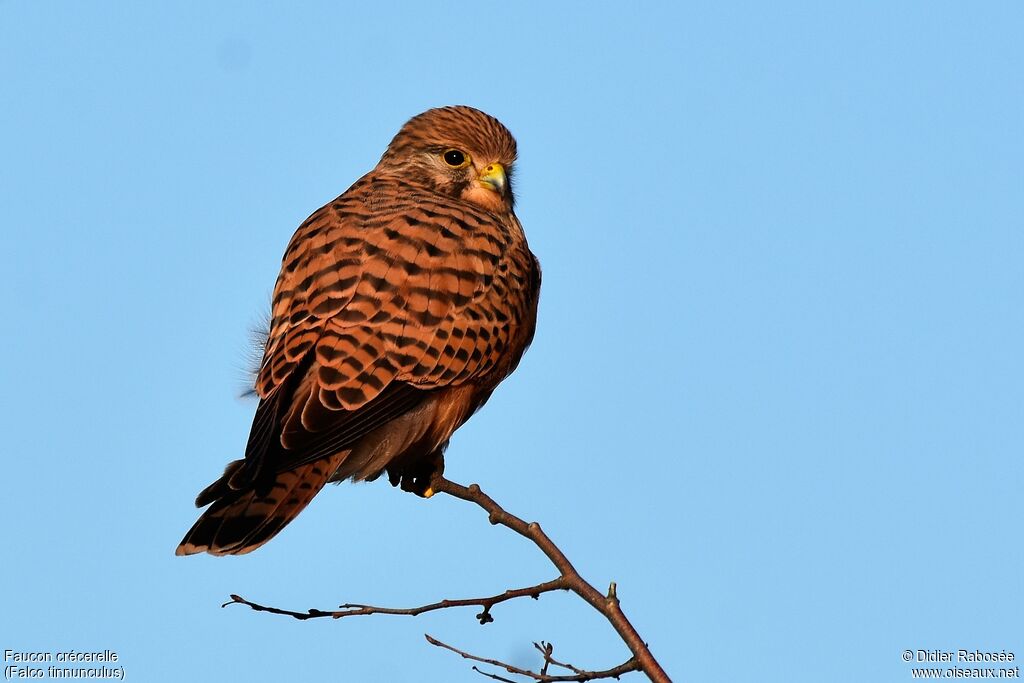 Common Kestrel female