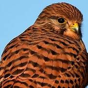 Common Kestrel