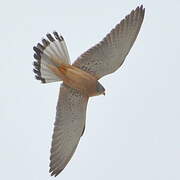 Lesser Kestrel