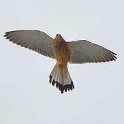 Lesser Kestrel