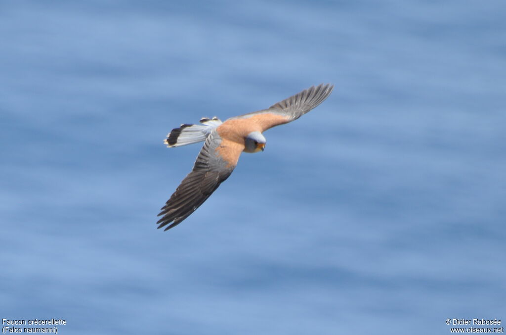 Lesser Kestrel male adult, Flight