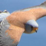 Lesser Kestrel