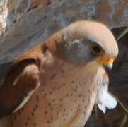 Lesser Kestrel