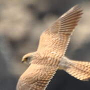 Lesser Kestrel