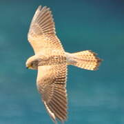 Lesser Kestrel