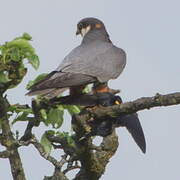 Eurasian Hobby