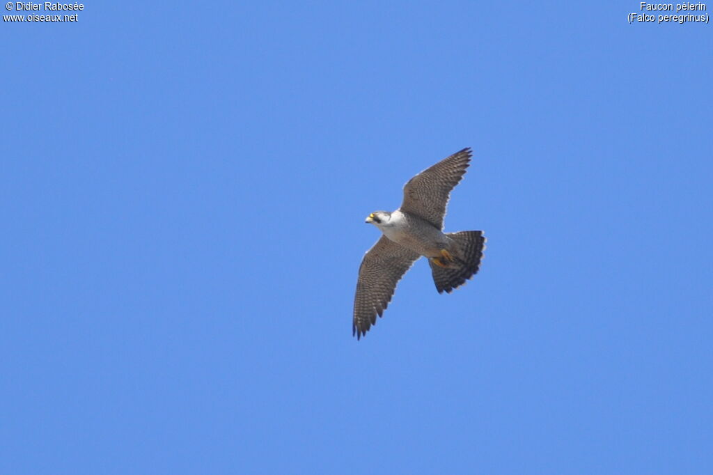 Peregrine Falcon