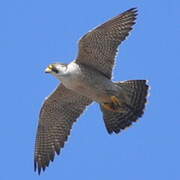 Peregrine Falcon