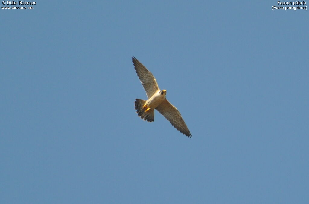 Peregrine Falcon