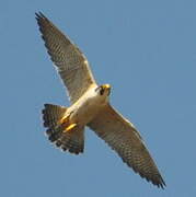 Peregrine Falcon