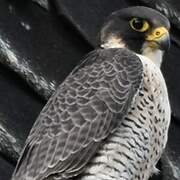 Peregrine Falcon