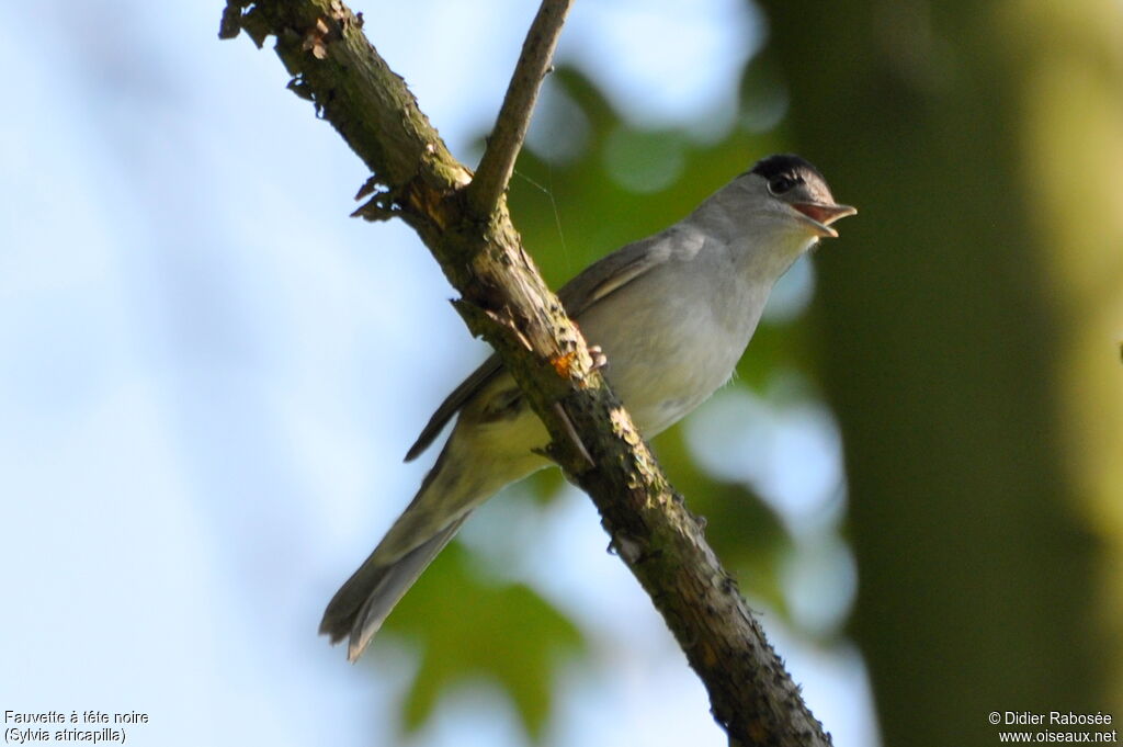 Eurasian Blackcapadult, song