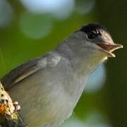 Eurasian Blackcap