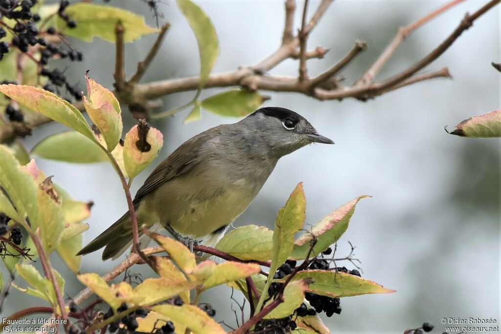 Eurasian Blackcap male