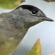 Eurasian Blackcap