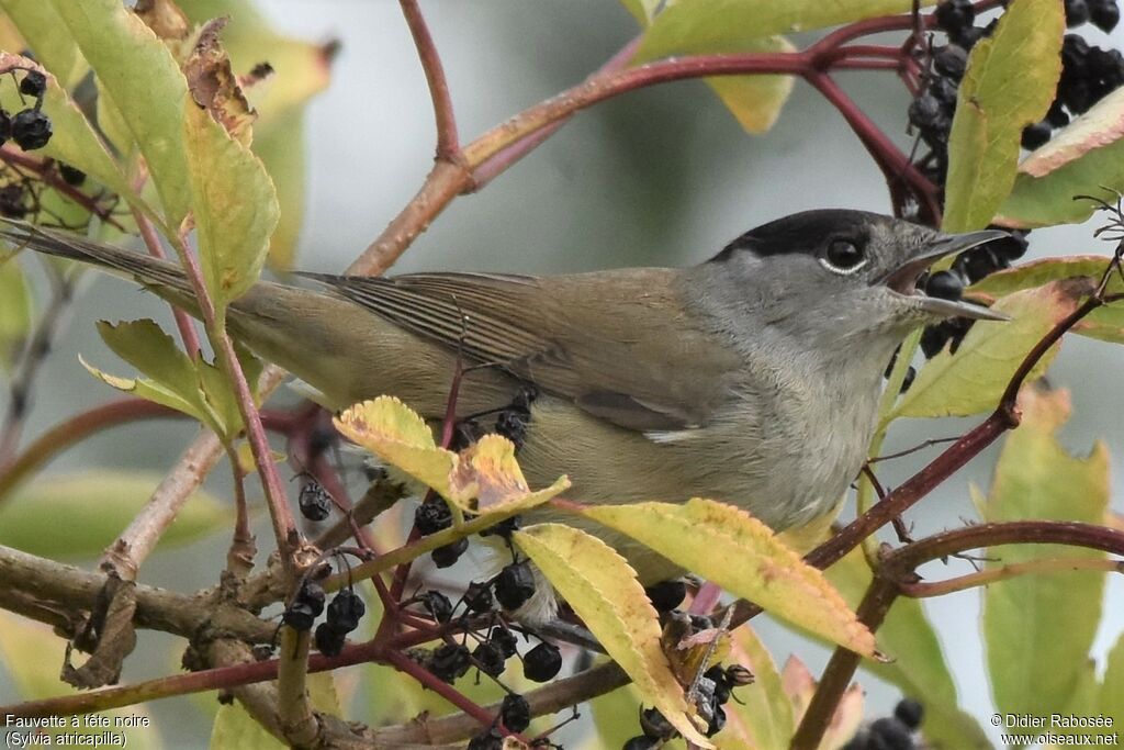 Eurasian Blackcap male adult, feeding habits