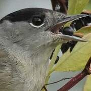 Eurasian Blackcap