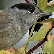 Eurasian Blackcap