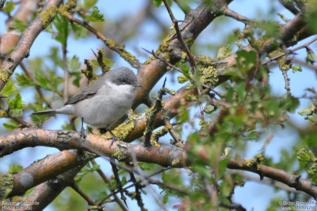 Lesser Whitethroatadult