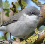 Lesser Whitethroat