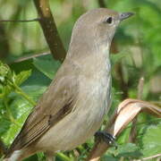 Garden Warbler