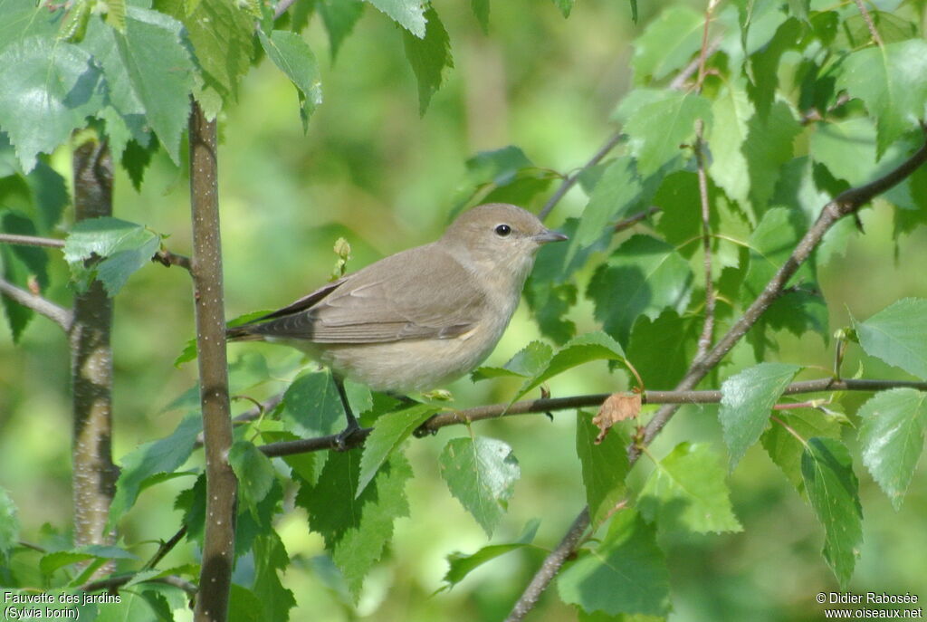 Garden Warbler