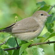 Garden Warbler