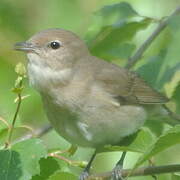 Garden Warbler