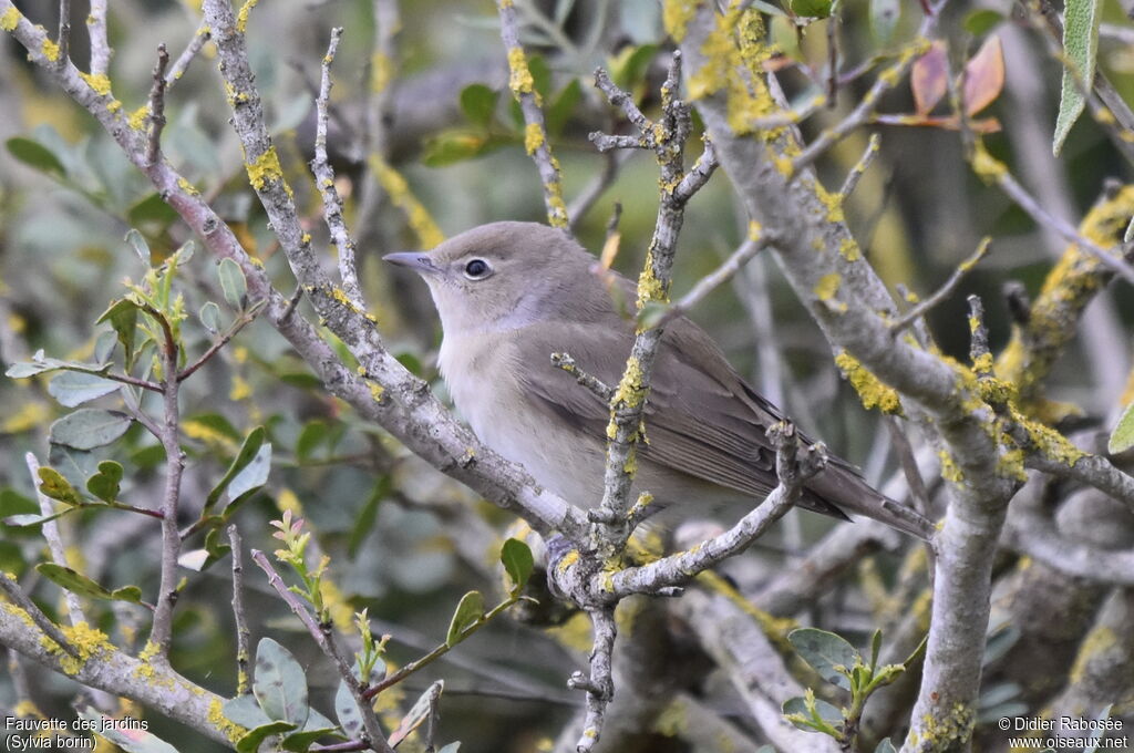 Garden Warbler