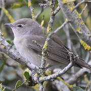 Garden Warbler