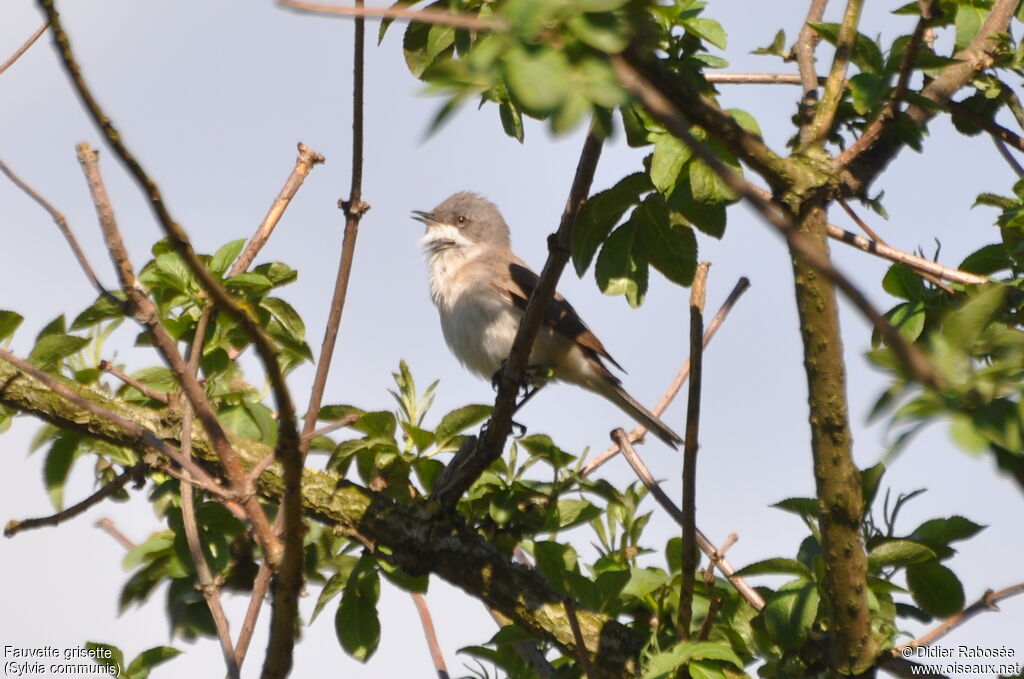 Fauvette grisette mâle, chant