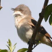 Fauvette grisette