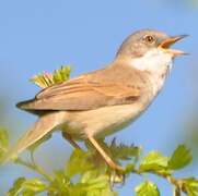 Common Whitethroat