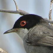 Sardinian Warbler