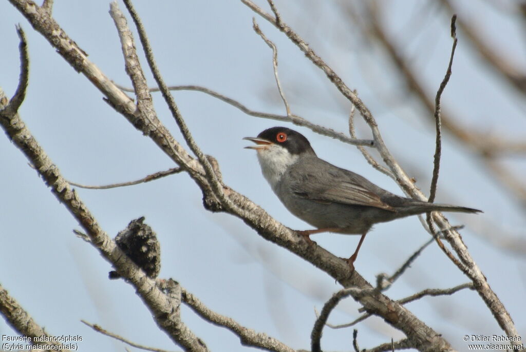 Sardinian Warbler male adult, song