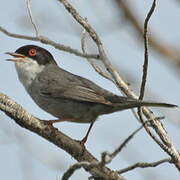 Sardinian Warbler